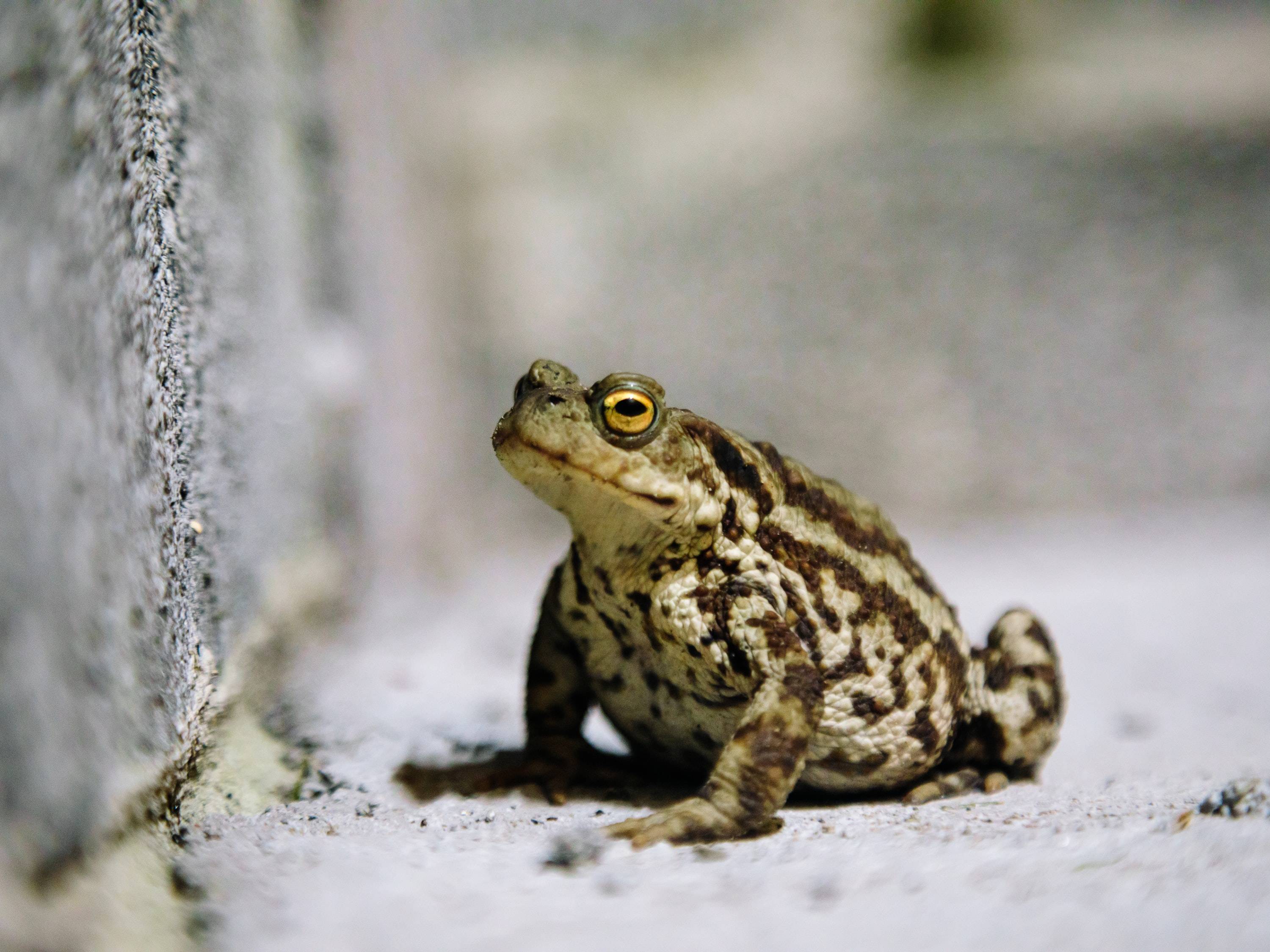 common toad - nigel blog
